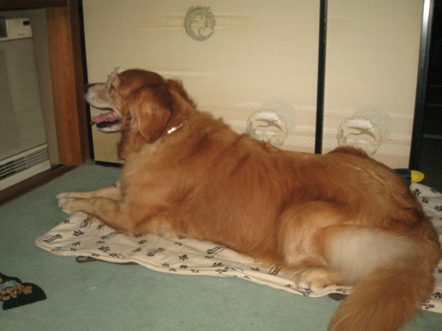 ファイル 354-3.jpg