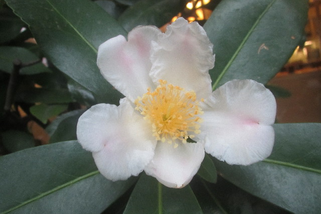 ファイル 3540-1.jpg