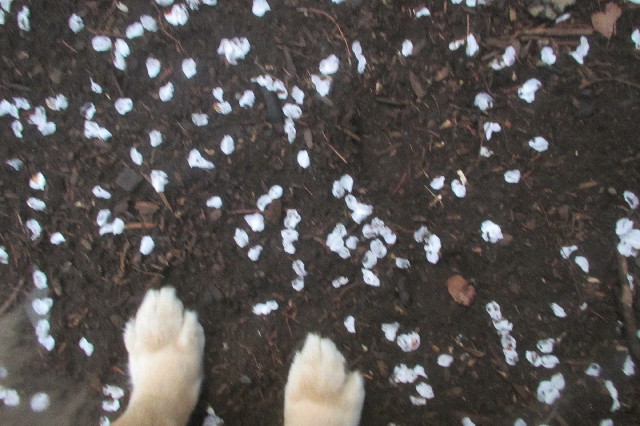 ファイル 3540-4.jpg