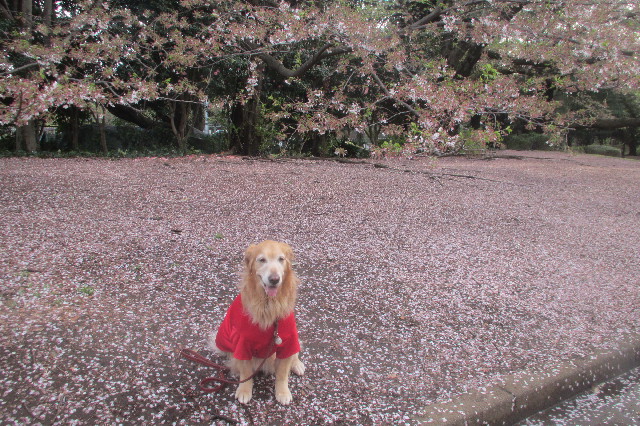 ファイル 3550-2.jpg