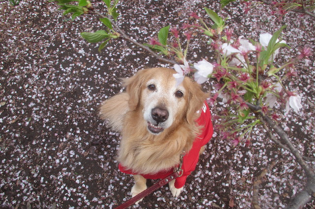 ファイル 3550-3.jpg