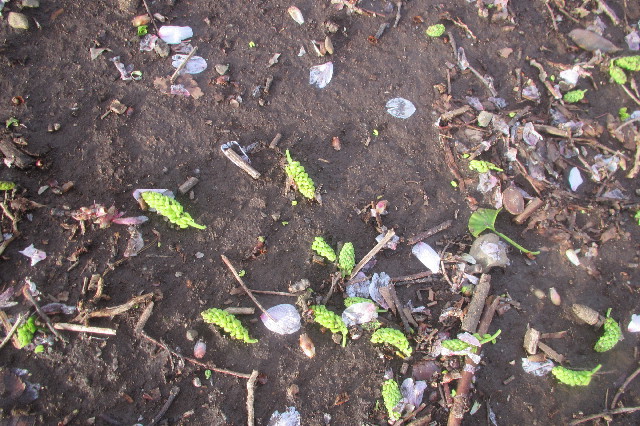 ファイル 3551-3.jpg