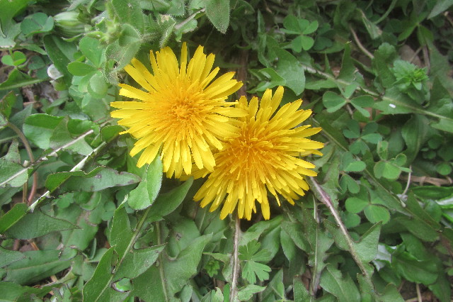 ファイル 3552-1.jpg