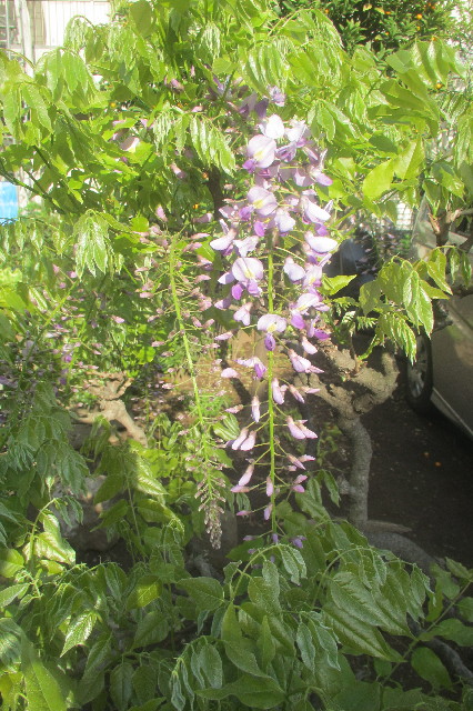 ファイル 3560-2.jpg