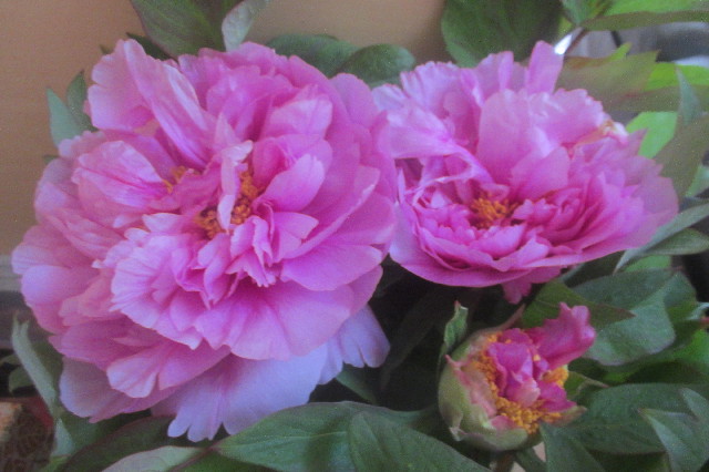 ファイル 3560-3.jpg