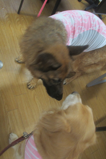 ファイル 3561-4.jpg