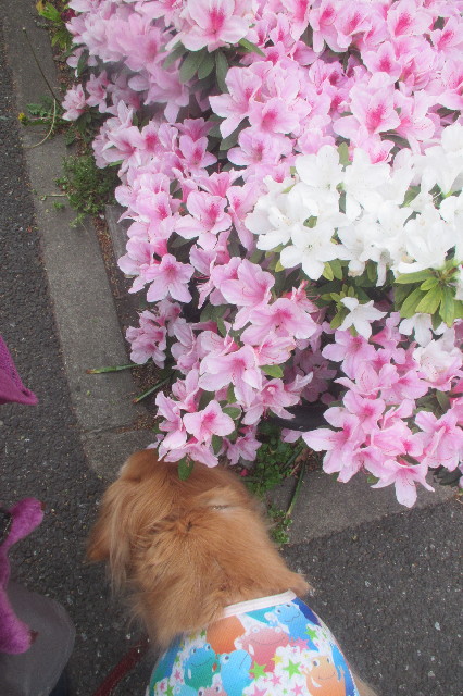 ファイル 3585-1.jpg