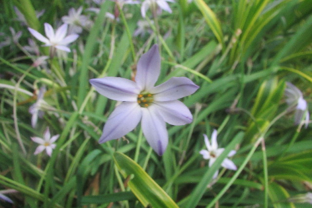 ファイル 3586-1.jpg