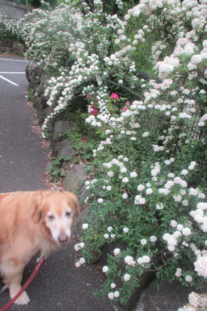 ファイル 3603-1.jpg