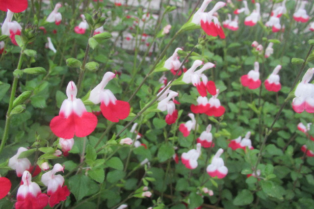 ファイル 3603-5.jpg