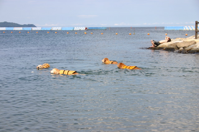 ファイル 363-1.jpg