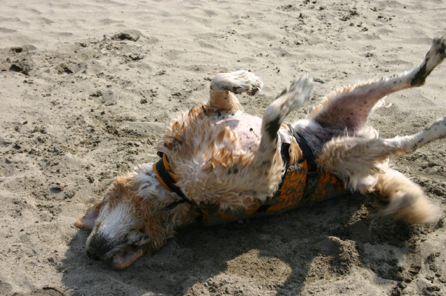 ファイル 365-5.jpg