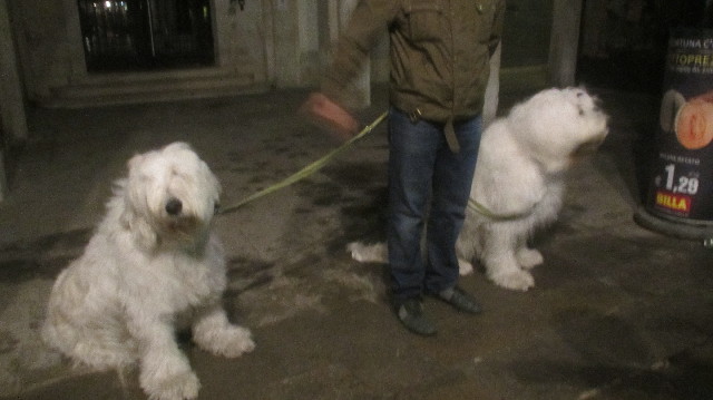 ファイル 3653-1.jpg