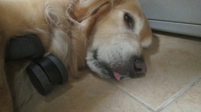 ファイル 3656-1.jpg