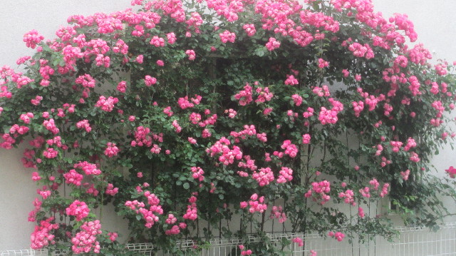 ファイル 3665-4.jpg