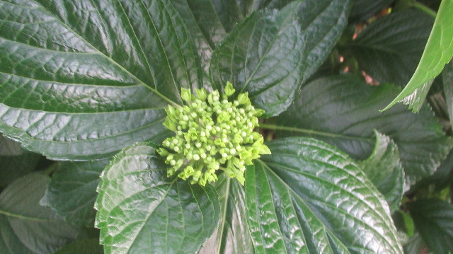 ファイル 3671-1.jpg