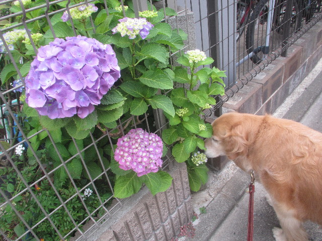 ファイル 3671-3.jpg