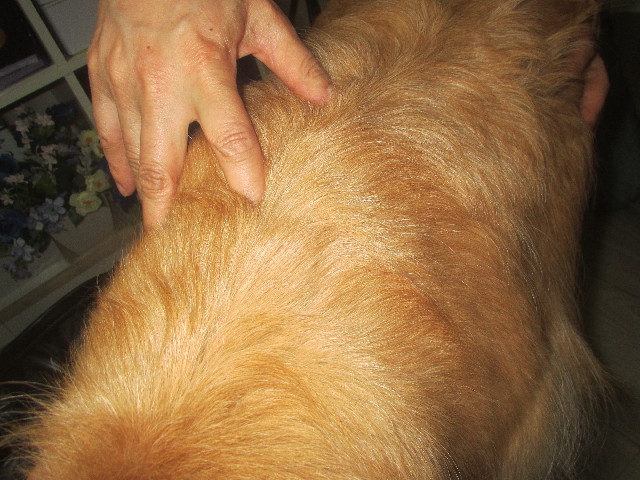 ファイル 3677-3.jpg