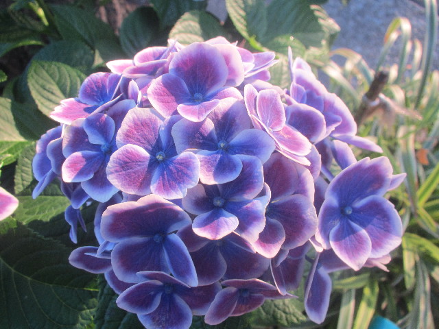 ファイル 3685-1.jpg