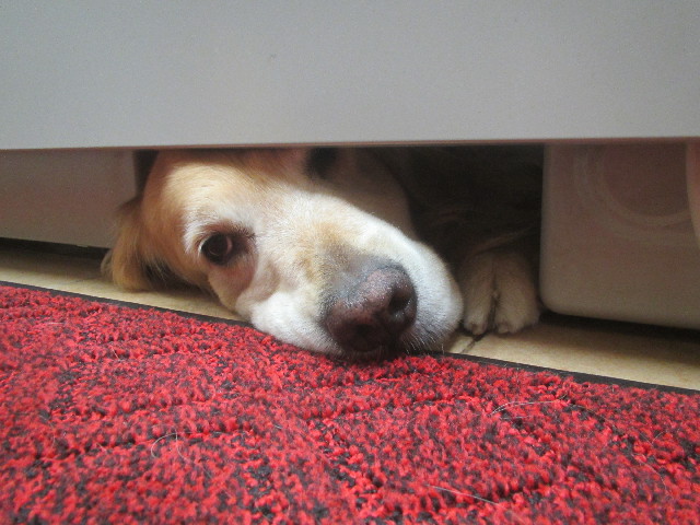 ファイル 3690-1.jpg