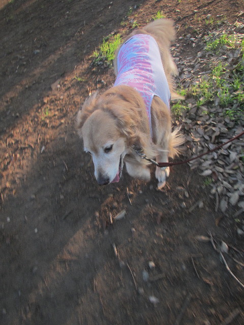 ファイル 3692-3.jpg