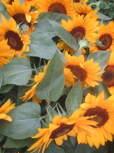 ファイル 3714-5.jpg