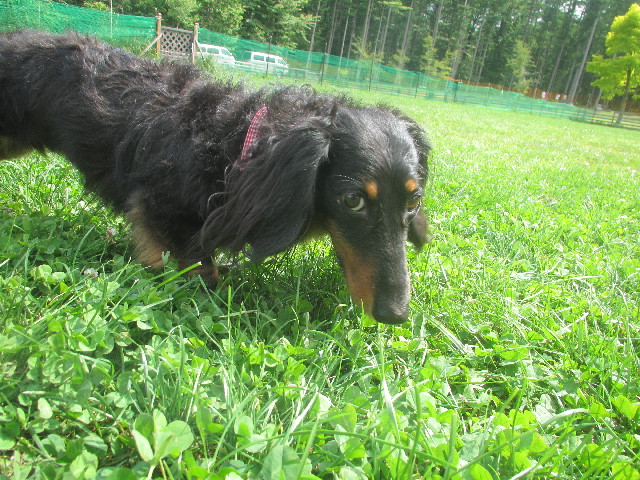 ファイル 3717-1.jpg