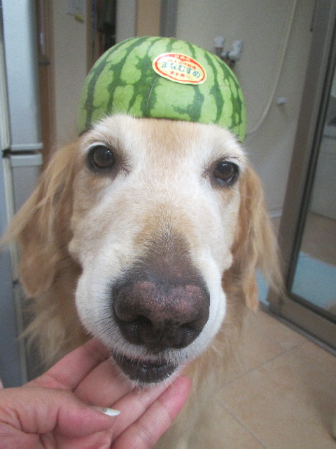 ファイル 3721-4.jpg