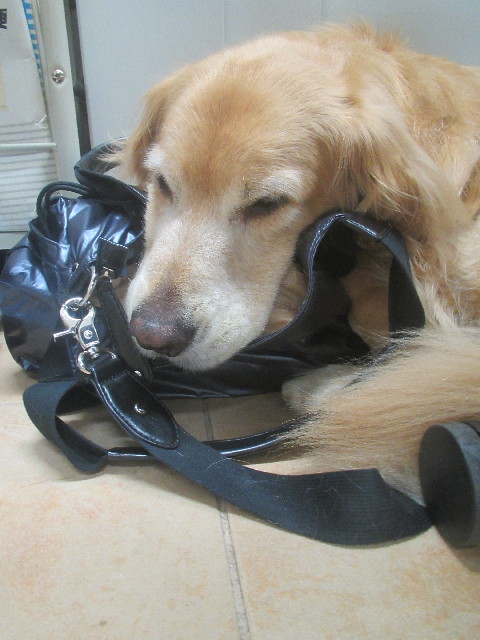 ファイル 3725-1.jpg