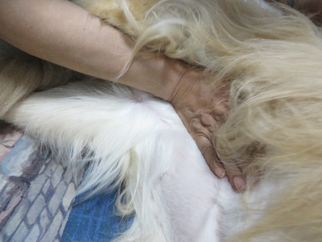 ファイル 3747-4.jpg