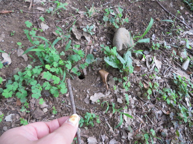 ファイル 3758-1.jpg