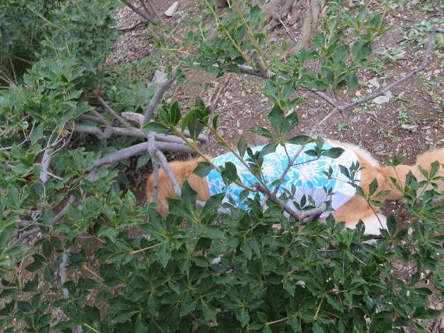 ファイル 3768-1.jpg