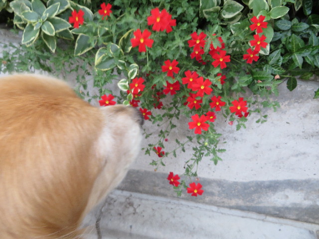 ファイル 3768-2.jpg