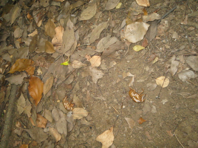 ファイル 377-1.jpg