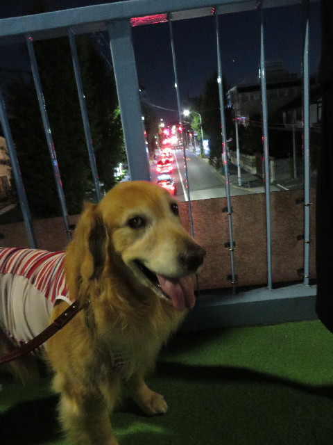 ファイル 3781-3.jpg