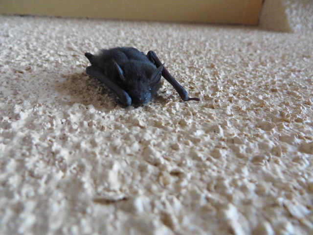 ファイル 3782-5.jpg