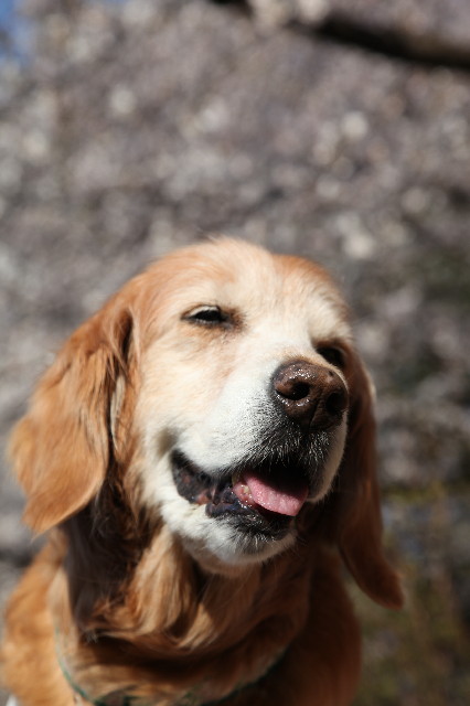 ファイル 3794-2.jpg