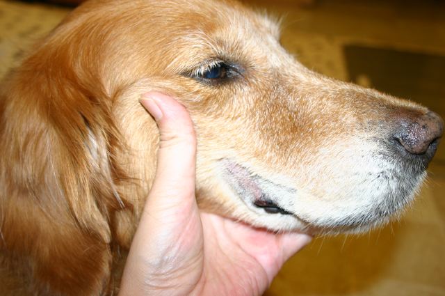 ファイル 38-1.jpg