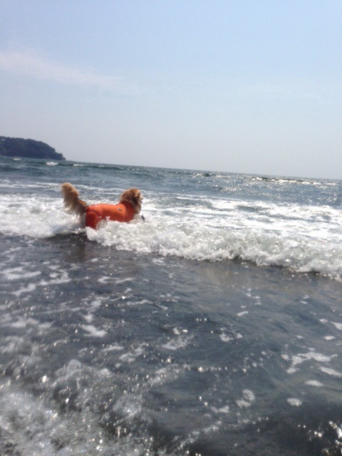 ファイル 3800-1.jpg