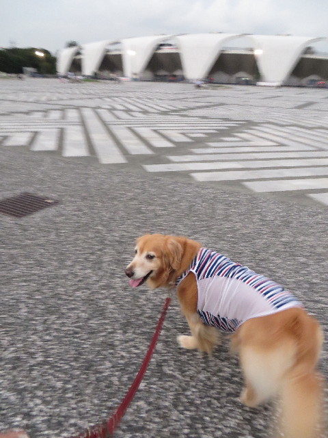 ファイル 3812-1.jpg