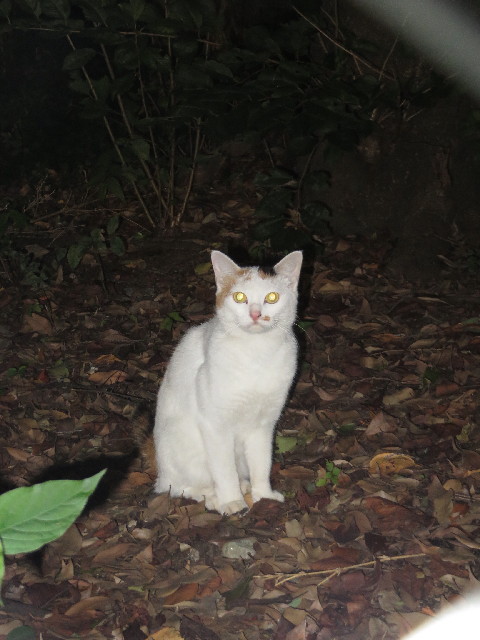 ファイル 3822-2.jpg