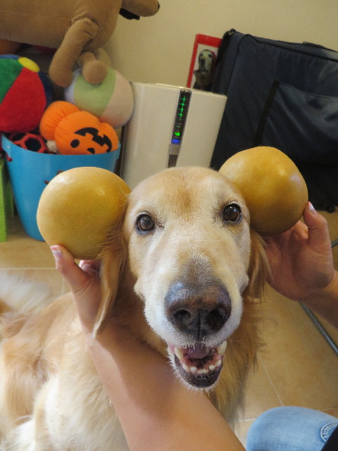 ファイル 3826-3.jpg