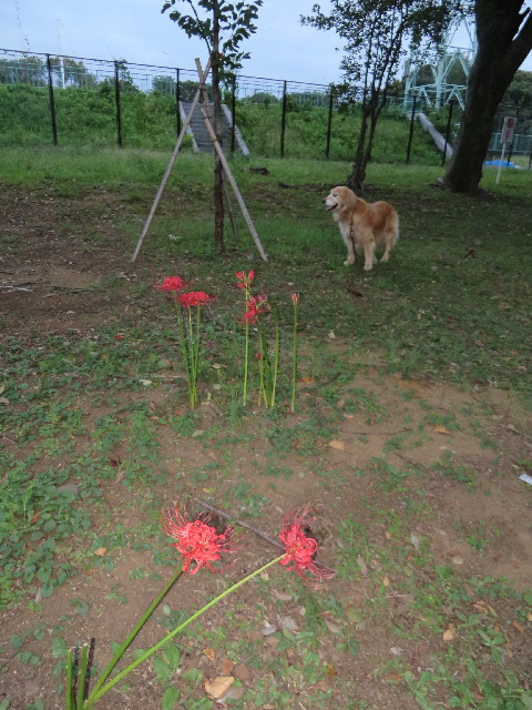 ファイル 3830-2.jpg