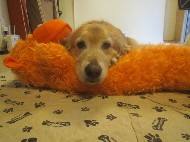 ファイル 3832-1.jpg