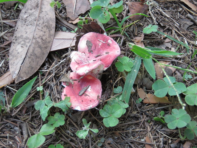 ファイル 3850-3.jpg