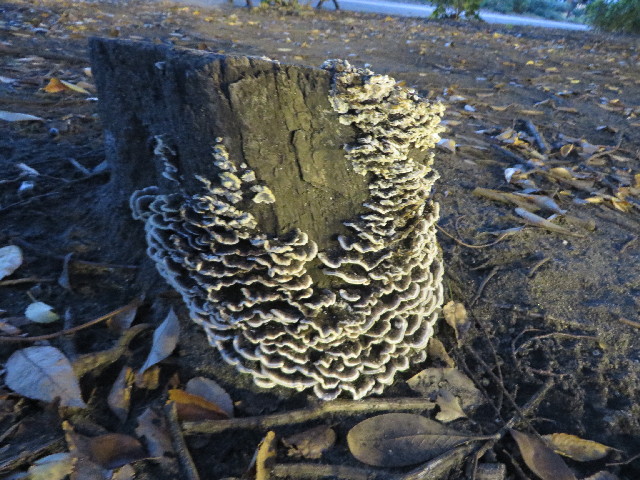 ファイル 3850-5.jpg