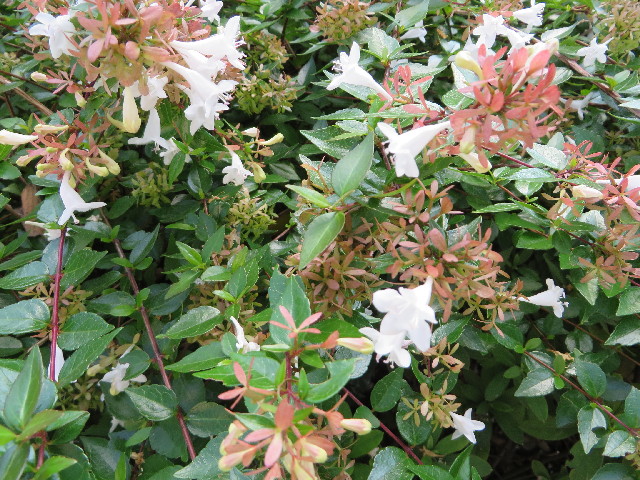 ファイル 3853-1.jpg