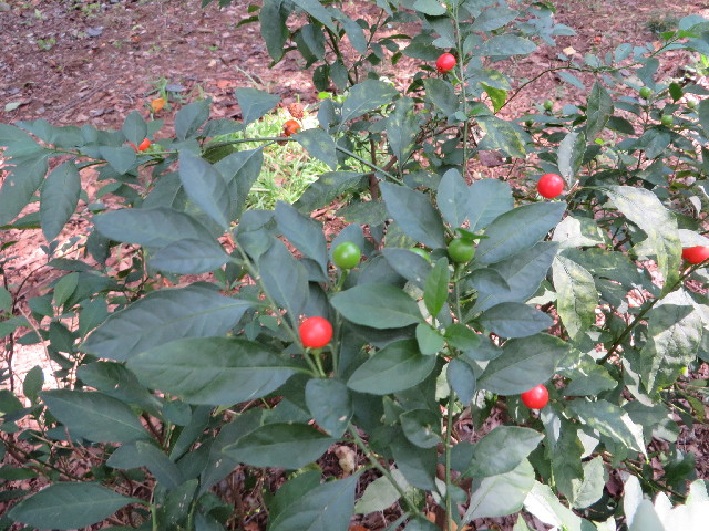 ファイル 3853-4.jpg