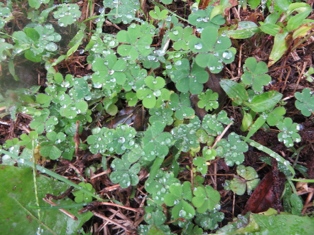 ファイル 3867-3.jpg