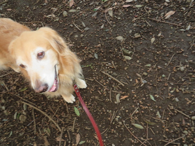 ファイル 3887-1.jpg